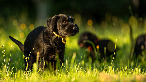 Riesenschnauzer von der Teck