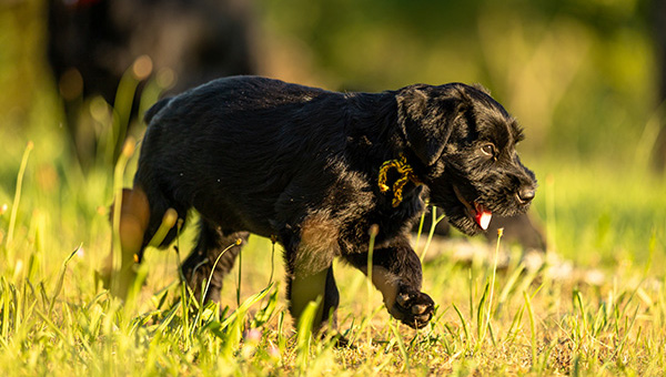 Riesenschnauzer von der Teck