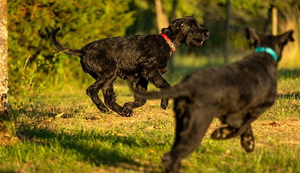 Riesenschnauzer von der Teck