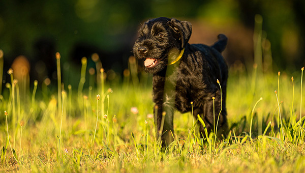 Riesenschnauzer von der Teck