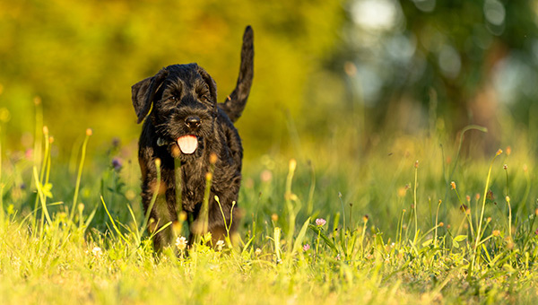 Riesenschnauzer von der Teck