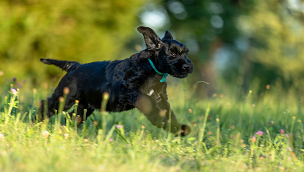Riesenschnauzer von der Teck