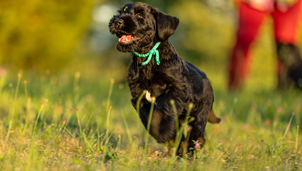 Riesenschnauzer von der Teck