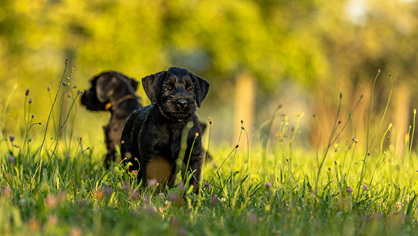 Riesenschnauzer von der Teck