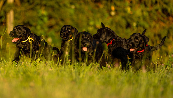 Riesenschnauzer von der Teck