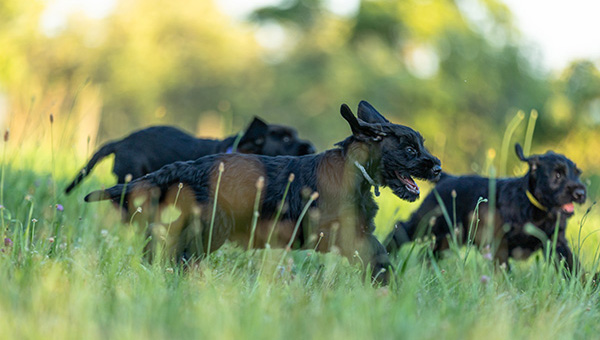 Riesenschnauzer von der Teck