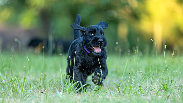 Riesenschnauzer von der Teck