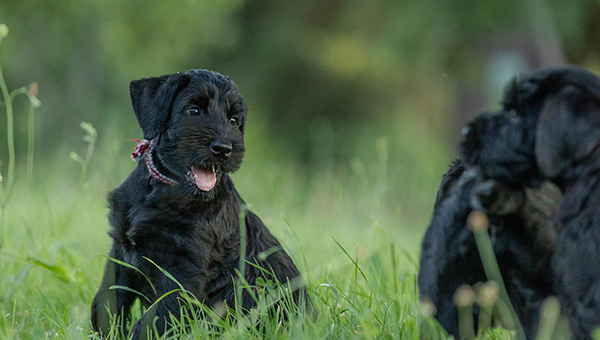 Riesenschnauzer von der Teck