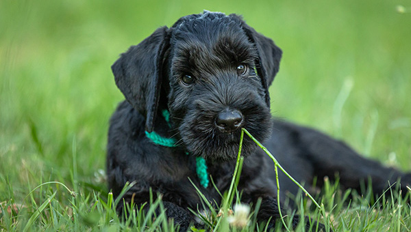 Riesenschnauzer von der Teck