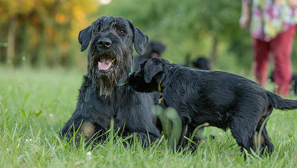 Riesenschnauzer von der Teck