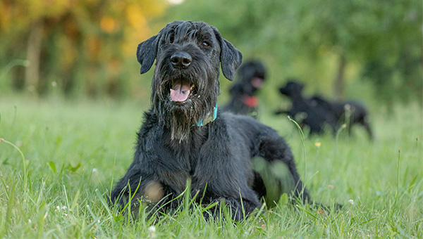 Riesenschnauzer von der Teck