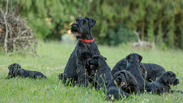 Riesenschnauzer von der Teck