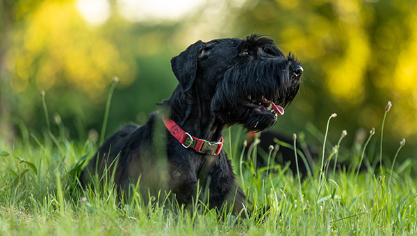 Riesenschnauzer von der Teck