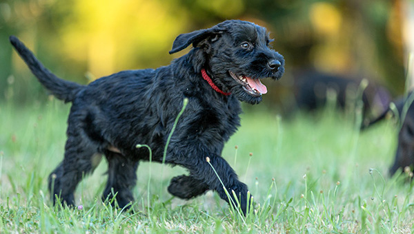 Riesenschnauzer von der Teck
