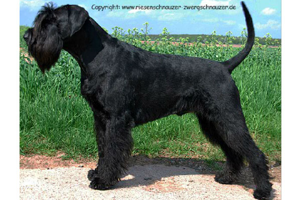 Voyager'sJackDaniels