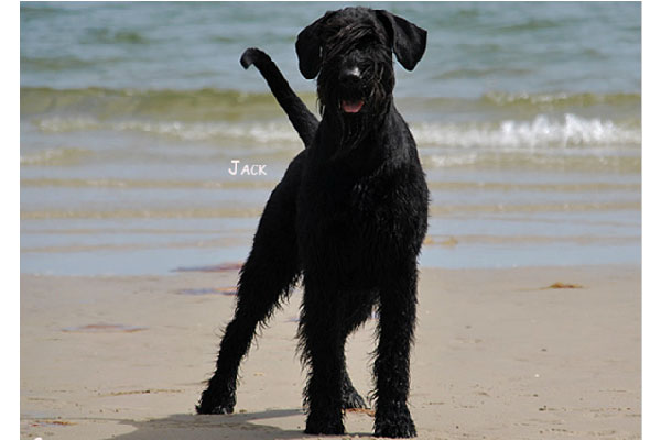 Voyager'sJackDaniels